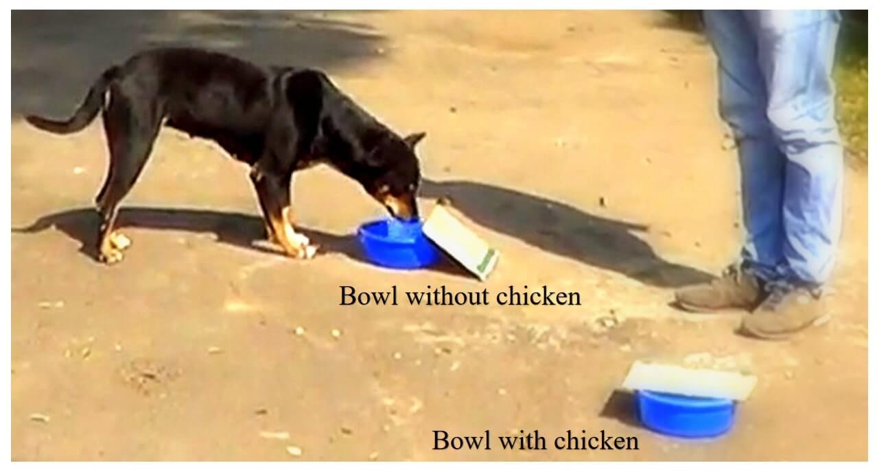 A still from the performed experiment where a stray dog chooses between two bowls after acquiring a pointing cue.