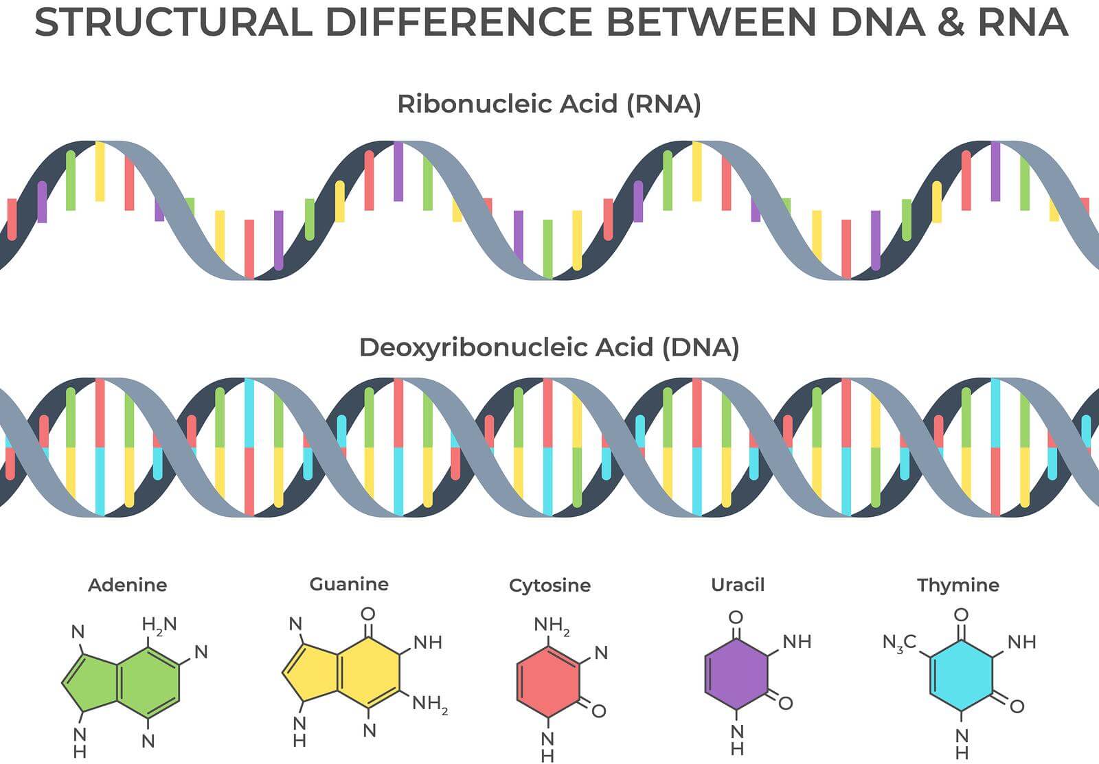 Picture showing molecules that make up DNA and RNA - the genetic material guiding all life-forms