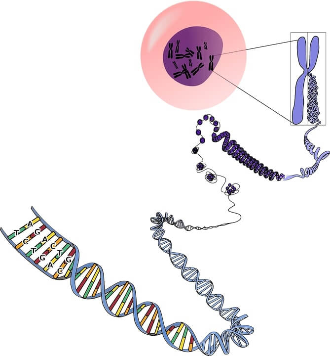 All hereditary information is stored in cells in the form of genomes. Cells contain chromosomes which in turn carry long fibres called chromatin made up of DNA (building blocks called nucleotides, which are organic macromolecules)