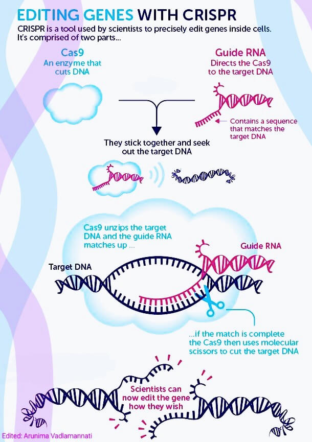 The CRISPR process