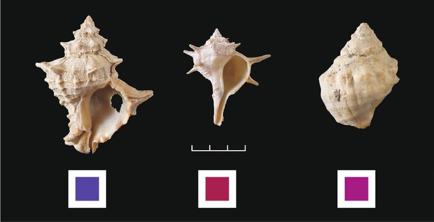 Various species of whelk shells were used to prepare different shades of purple.