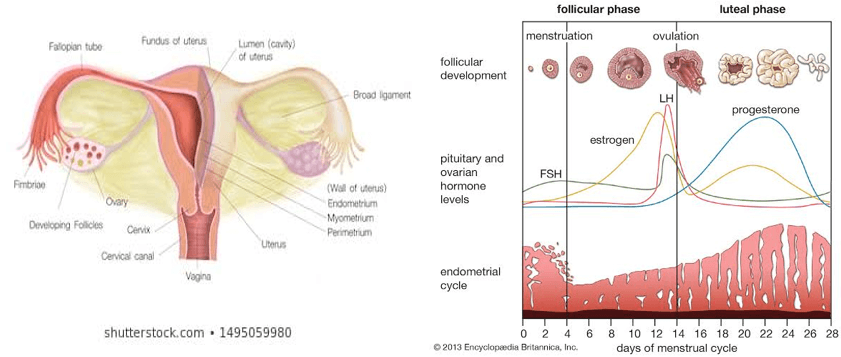 Female reproductive organs; menstrual cycle